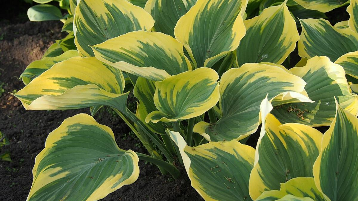 Хосты Хосты