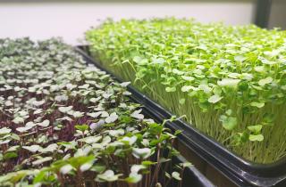 Посев в декабре ускоряет рост и повышает устойчивость растений — Иван Петров