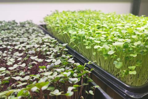 Посев в декабре ускоряет рост и повышает устойчивость растений — Иван Петров