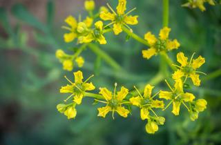 Рута отпугивает тлю и комаров, действуя как природный репеллент в саду