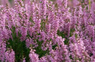 Зимнецветущие растения украшают участок и помогают опылителям выжить — эксперт ботаник