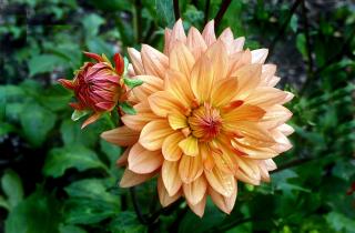 Выращивание георгинов становится простым при правильной подготовке почвы — Иван Сергеев