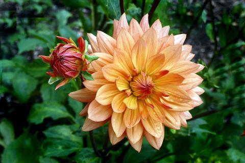 Выращивание георгинов становится простым при правильной подготовке почвы — Иван Сергеев