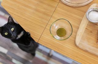 Колбаса опасна для кошек из-за соли и жира — ветеринары