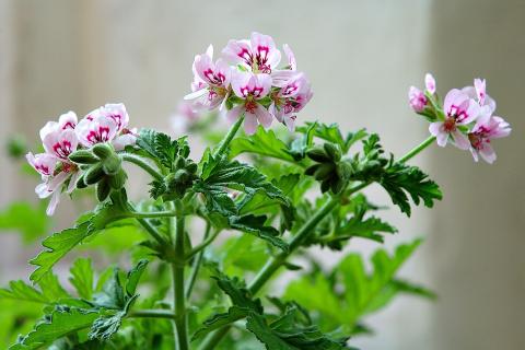 Перелив остаётся главной причиной увядания герани — цветоводы