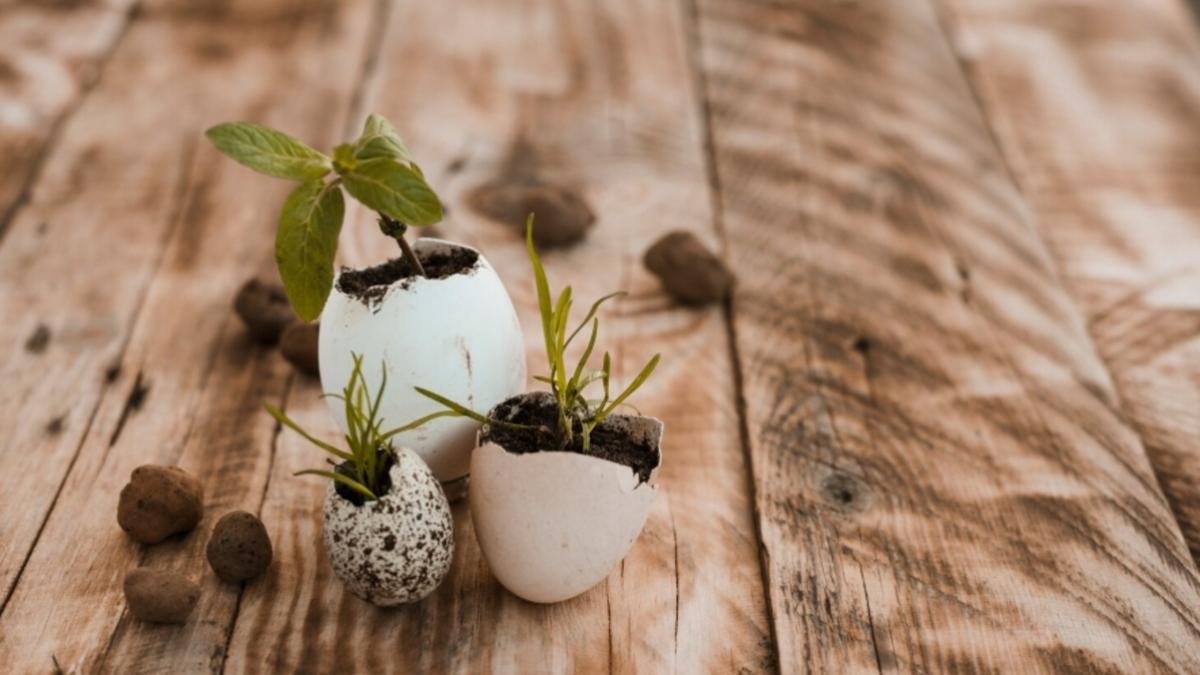 Рассада в скорлупе