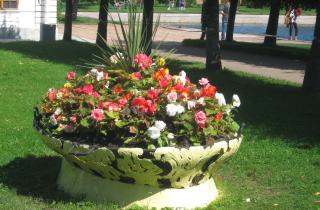 Астра может быстро захватить сад из-за самосева — садоводы