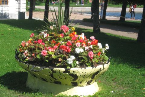 Астра может быстро захватить сад из-за самосева — садоводы Астра может быстро захватить сад из-за самосева — садоводы