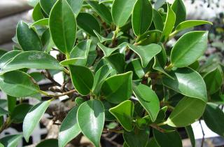 Зимой фикусу нужно 10–12 часов света и влажность 45–60 %