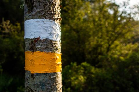 Осенняя обработка деревьев проводится после листопада до наступления устойчивых морозов — Андрей Соловьёв