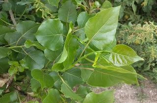 Тополь и берёза повреждают фундаменты и трубы при посадке рядом — рекомендации Сергея Воронцова