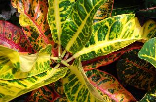 Укоренение кротона возможно в воде или рыхлом субстрате с углём — Елена Громова