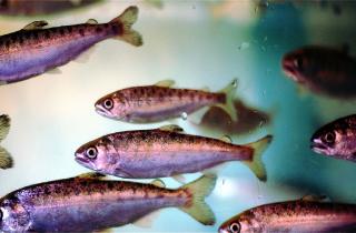 В Зауралье выпустили 5,2 тыс. мальков сазана в озеро Теренколь по компенсации ущерба