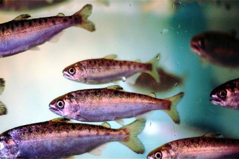 В Зауралье выпустили 5,2 тыс. мальков сазана в озеро Теренколь по компенсации ущерба