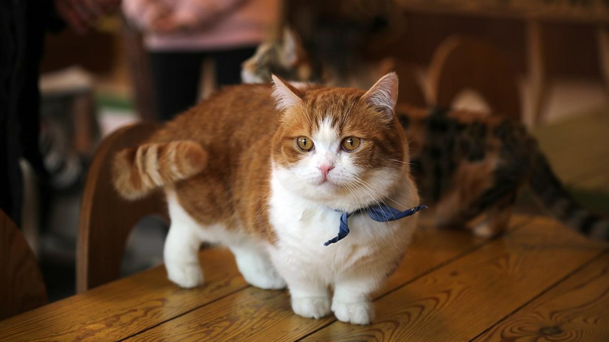 Кот породы манчкин Кот породы манчкин