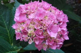 Подкормка гортензий после цветения помогает кустам подготовиться к зиме — Николай Артемьев