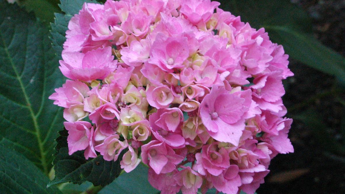 Гортензия