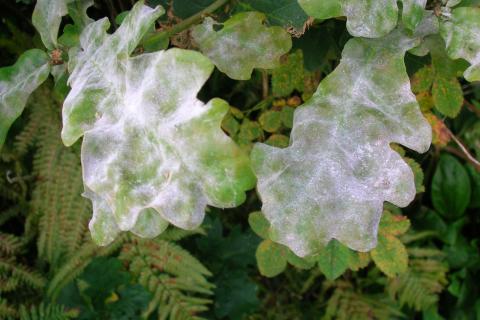 Розы и можжевельники часто становятся источниками грибковых инфекций — эксперт агроном