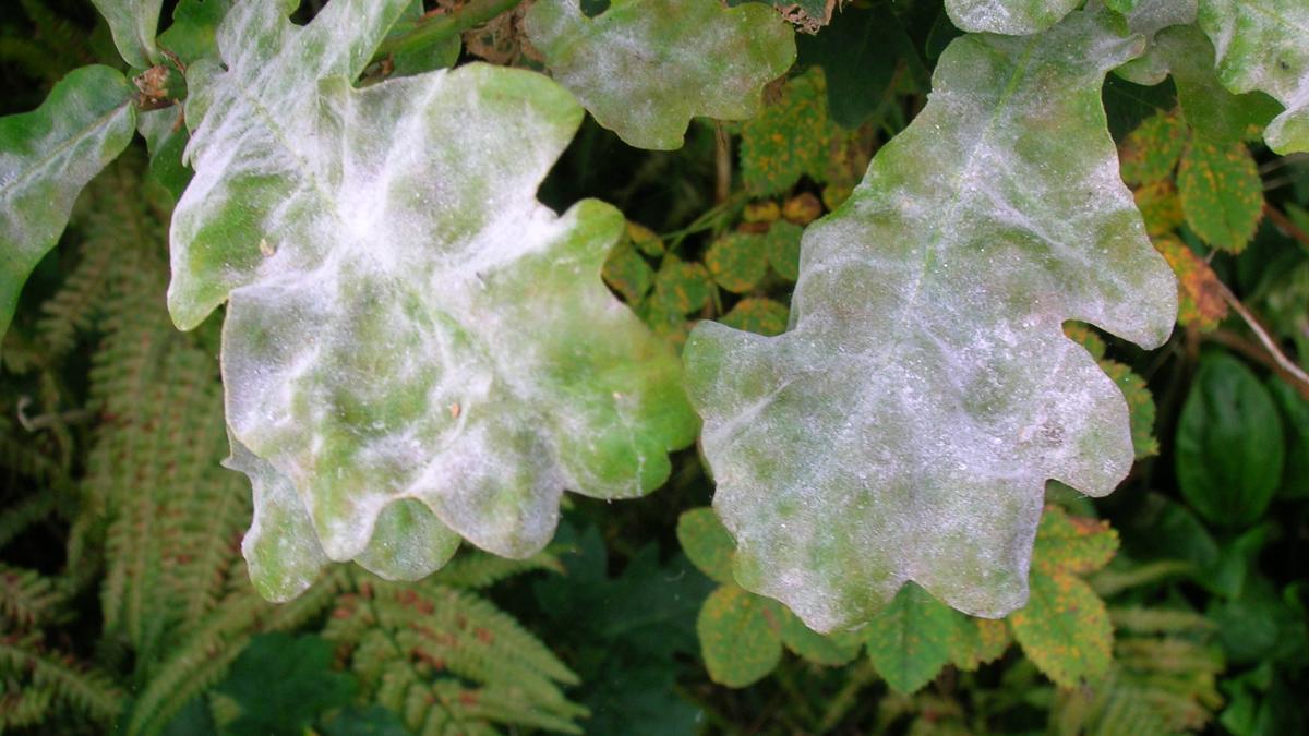 Мучнистая роса