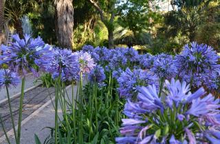 Агапантус можно зимовать тремя способами — в грунте, контейнере или выкопанным