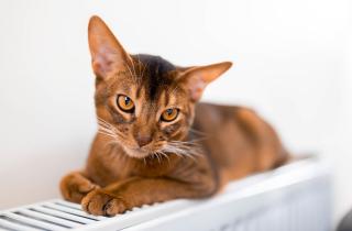 Абиссинские кошки не линяют благодаря уникальной шерсти — заводчики