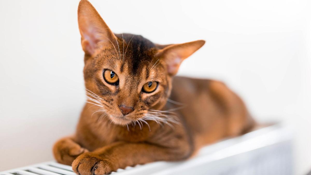 Абиссинский кот