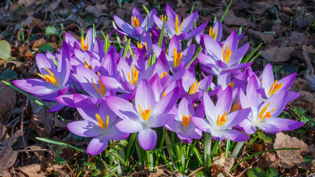 Krokussen (Crocus), Locatie, Tuinreservaat Jonkervallei Krokussen (Crocus), Locatie, Tuinreservaat Jonkervallei