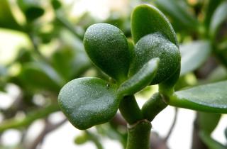 Домашним цветоводам перечислили растения, которые считают символами богатства