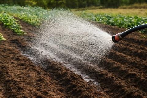 Холодная вода для полива: почему это может лишить вас 40% урожая перцев