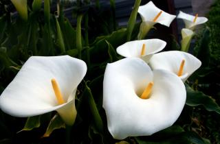 Каллы можно зимовать в грунте, горшке или помещении — выбирайте способ по климату