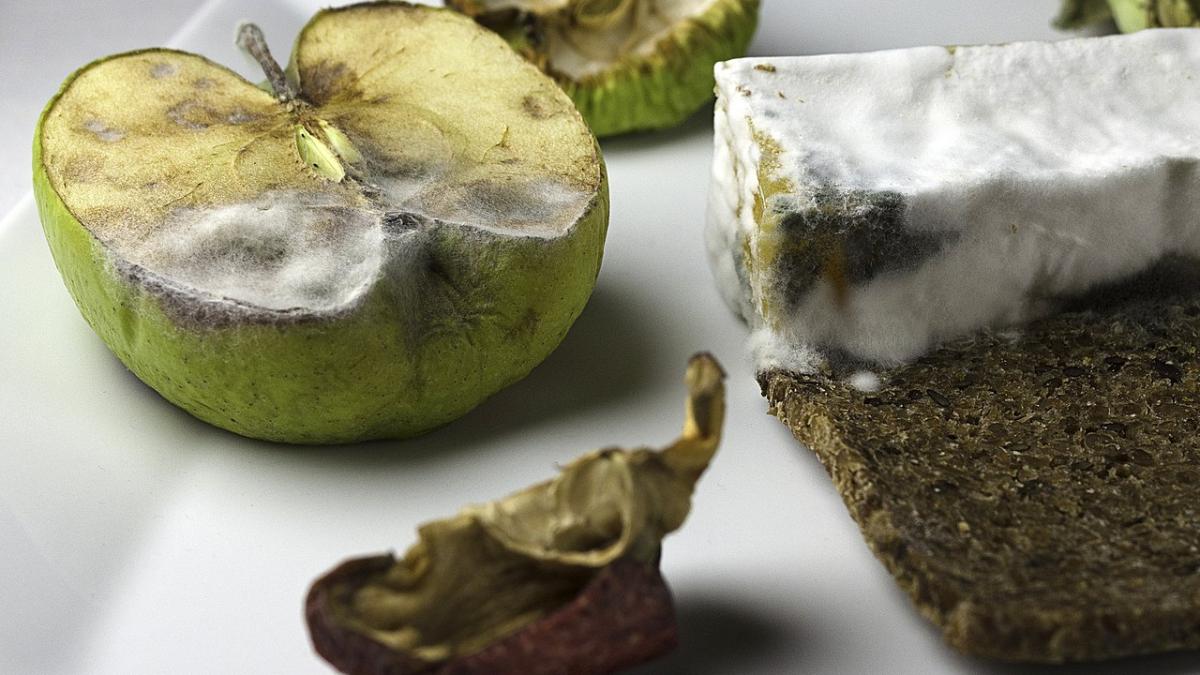 Продукты с плесенью Продукты с плесенью