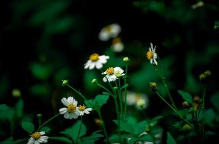 Ромашка аптечная помогает здоровью и сохраняет природную красоту кожи — Анна Громова