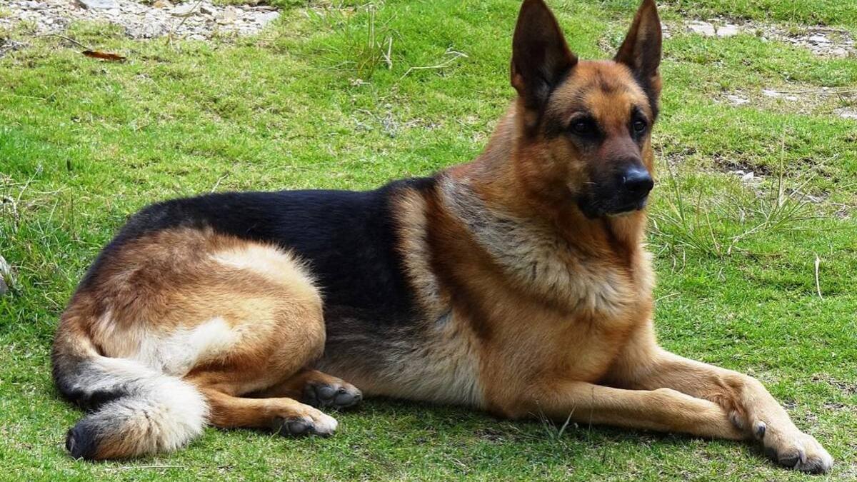 Немецкая овчарка