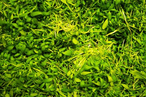 Секреты салата: когда собирать урожай и нужно ли затенение для нежного вкуса