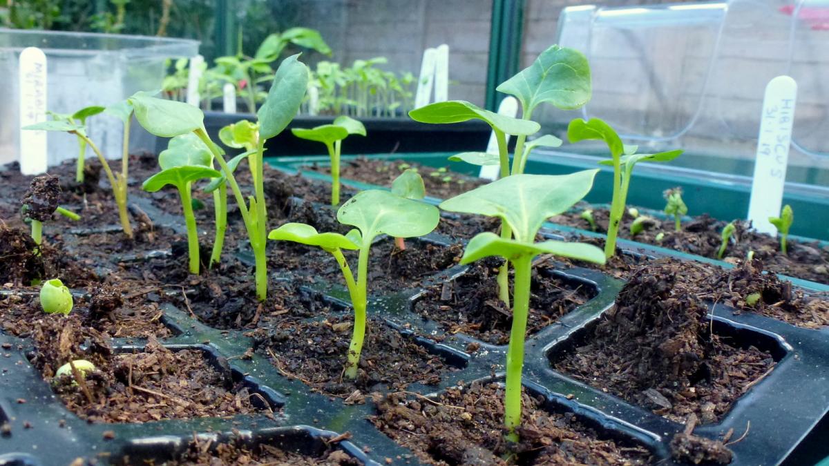 Seedlings, 2019 - geograph.org.uk - 6058881 Seedlings, 2019 - geograph.org.uk - 6058881