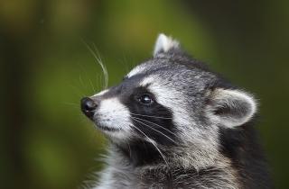 Эксперты предупреждают: енот не подходит для содержания в квартире