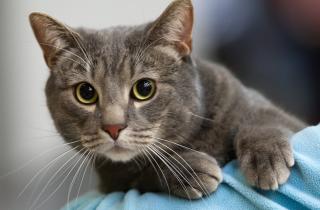 Кошки начинают мёрзнуть при температуре ниже +18 градусов — galeriaespana.cz