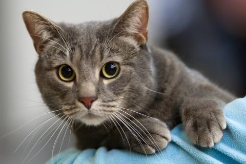 Кошки начинают мёрзнуть при температуре ниже +18 градусов — galeriaespana.cz