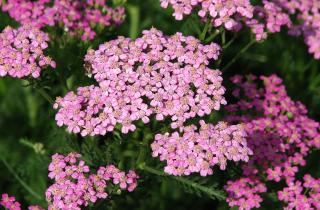 Голые корни тысячелистника высаживают зимой в тёплых регионах — House Digest