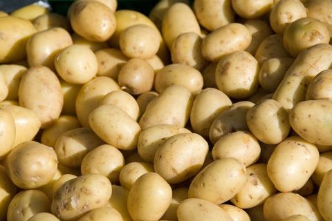 Старинный метод крептования позволяет сохранить картофель без погреба