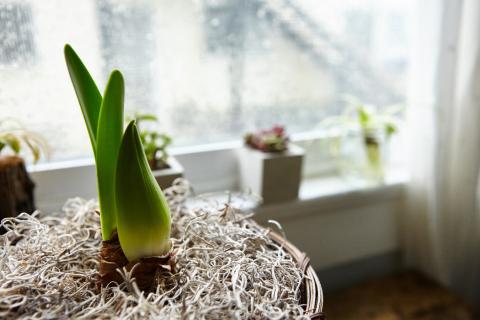 Специалисты объяснили, как повысить влажность для растений у батареи - вода, фонтан и проветривание Специалисты объяснили, как повысить влажность для растений у батареи - вода, фонтан и проветривание