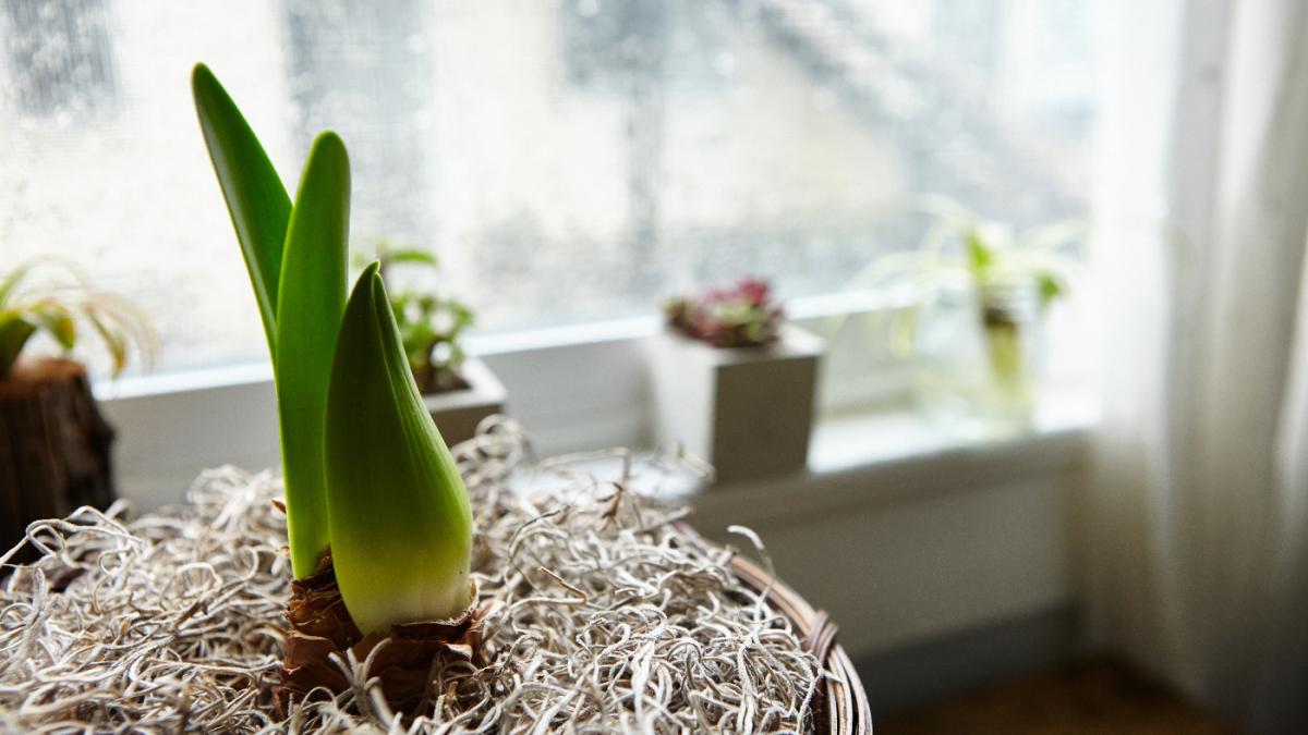 Комнатное растение Комнатное растение