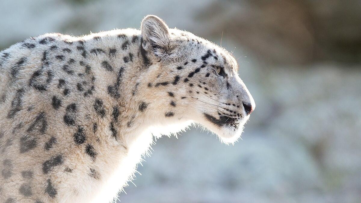 снежный барс снежный барс