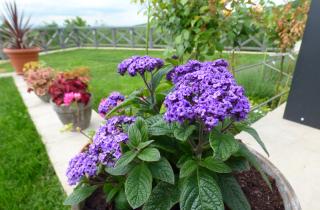 Гелиотроп наполняет сад ароматом ванили и цветёт до осени — Елена Марченко