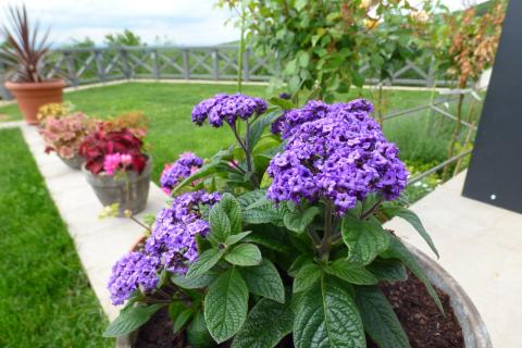 Гелиотроп наполняет сад ароматом ванили и цветёт до осени — Елена Марченко