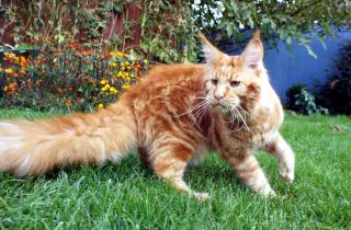 Ветеринары напомнили: мейн-кунам необходим регулярный уход за шерстью и суставами