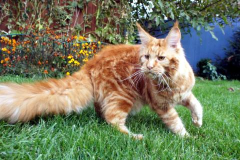 Ветеринары напомнили: мейн-кунам необходим регулярный уход за шерстью и суставами Ветеринары напомнили: мейн-кунам необходим регулярный уход за шерстью и суставами