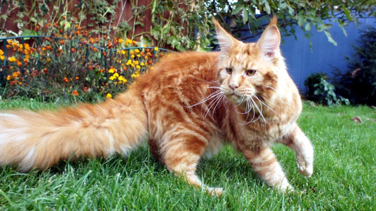 Кот породы мейн-кун Кот породы мейн-кун