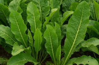 Листья хрена содержат витамины и микроэлементы, улучшающие пищеварение — Марина Лебедева