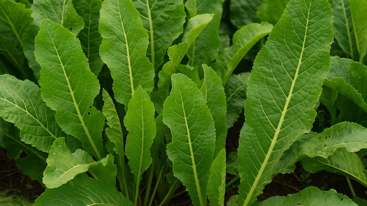 Листья хрена